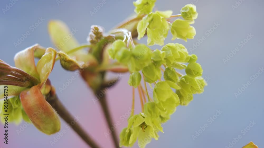 A closer look of he Acer platanoides flower A closer look of he Acer platanoides flower
