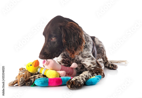Small Munsterlander in studio photo