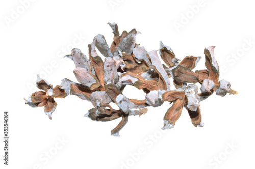 thuja seeds isolated on white background