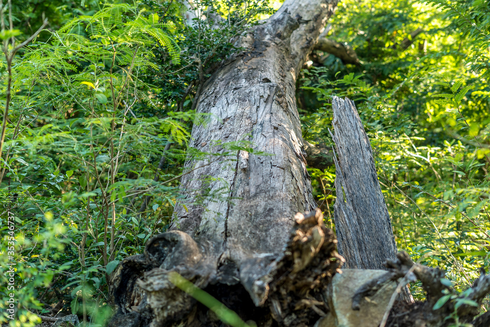 Dead tree uprooted as a result of a hurricane. Dead tree uprooted as a result of a hurricane.