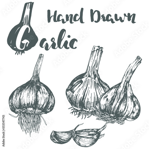 Hand drawn garlic illustration set, isolated on white, vintage style