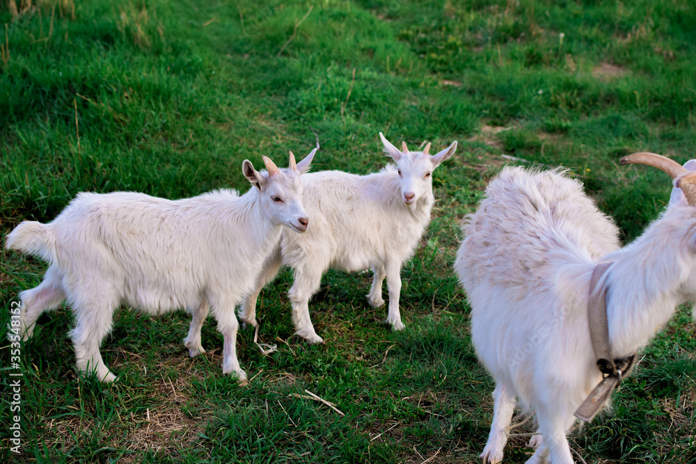 Obraz premium white goat on a meadow
