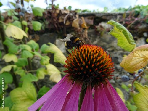 Bourdon et fleurs photo