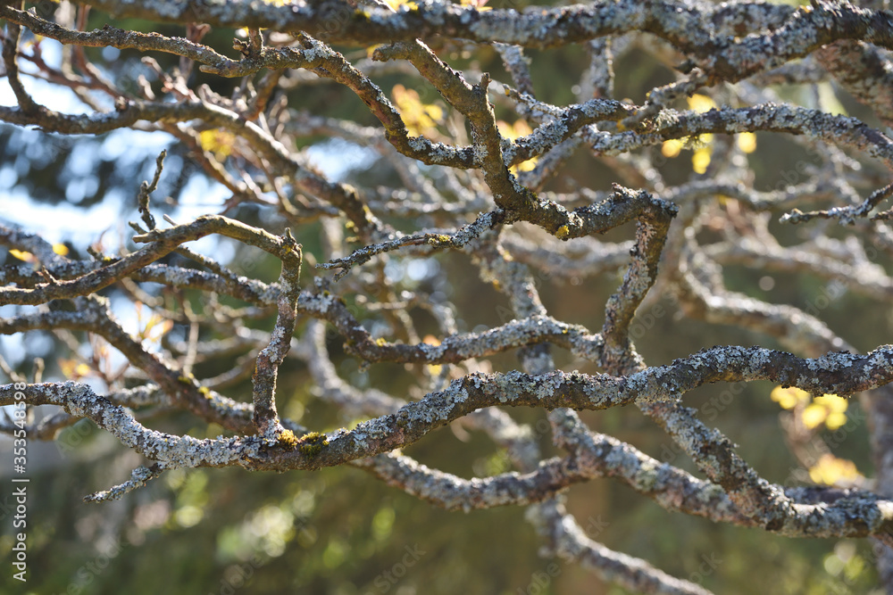 Tree branches are covered with moss, green tree branches