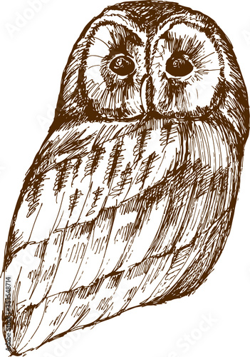 Hand drawn owl, isolated on white, vector illustration