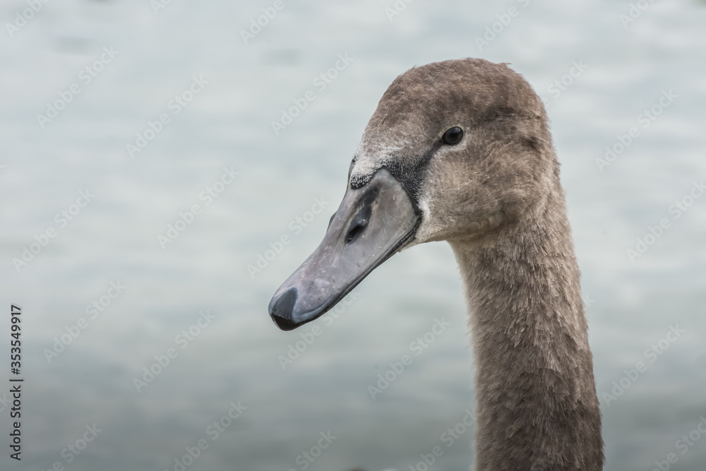 gray swan looks at the lake in spring gray swan looks at the lake in spring
