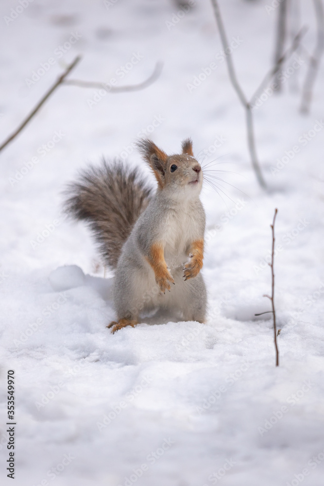 A squirrel sits in snow in a park. A squirrel sits in snow in a park.