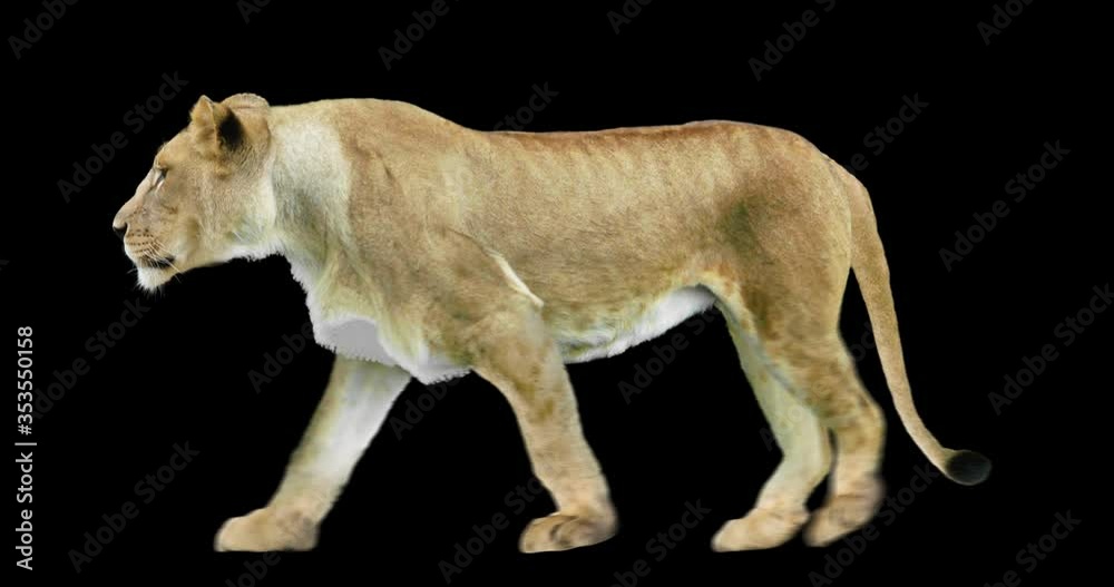 Lioness walking realistic animation. Isolated animal video including alpha channel allows to add background in post-production. Element for visual effects. Lioness walking realistic animation. Isolated animal video including alpha channel allows to add background in post-production. Element for visual effects.