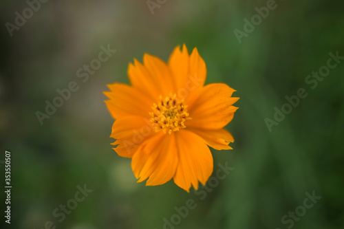 orange flower in the garden