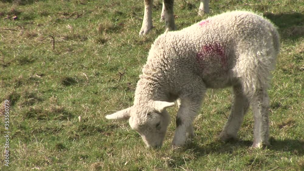 Close up of sheep in a field in England UK Close up of sheep in a field in England UK
