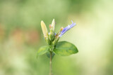 Selective focus Blue Lips flower,Sclerochiton harveyanus Nees in a garden.Beautiful purple flower.