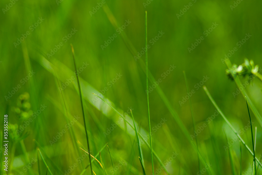green grass abstraction with bloom green grass abstraction with bloom