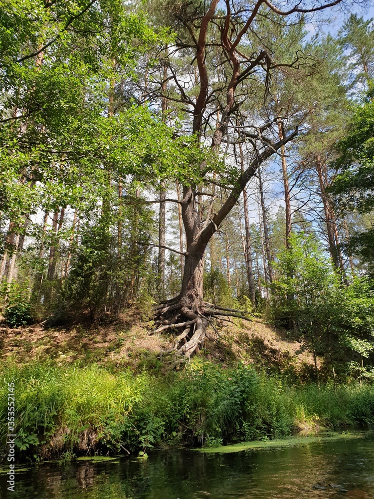 Tree on the cliff near the river