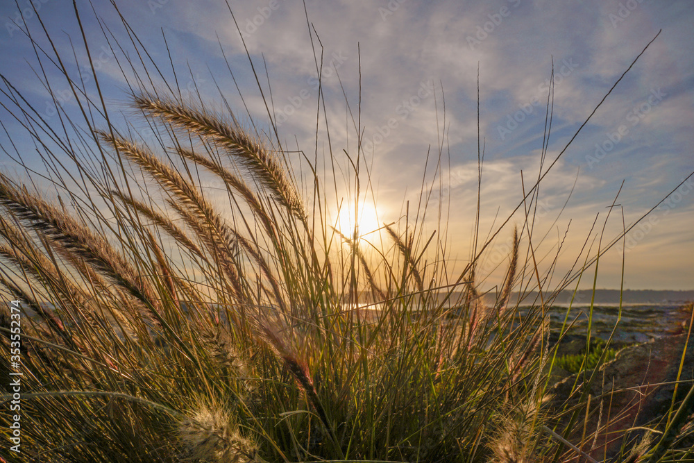 Obraz premium sunset in the field