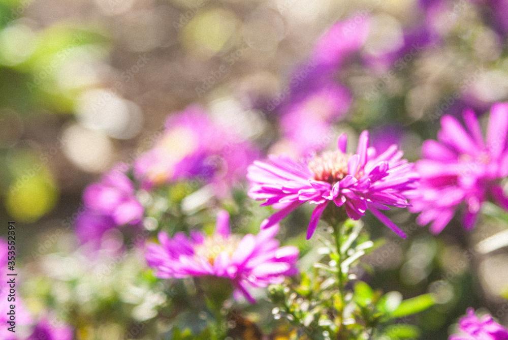 purple flowers in the garden purple flowers in the garden