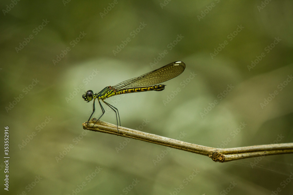 close up of a dragonfly