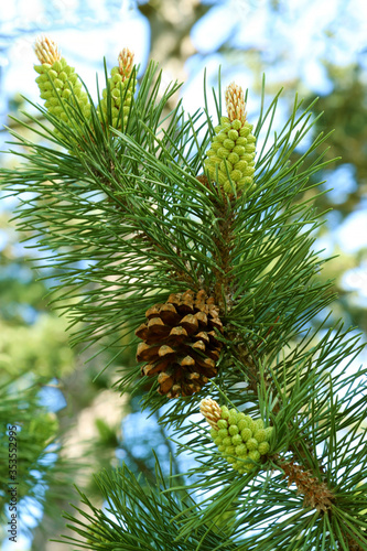 The new spring. Flowering young pine cones.