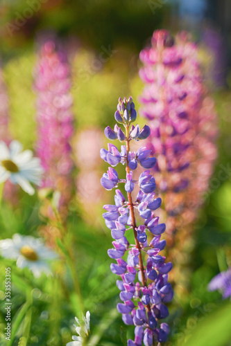 purple flowers in the garden