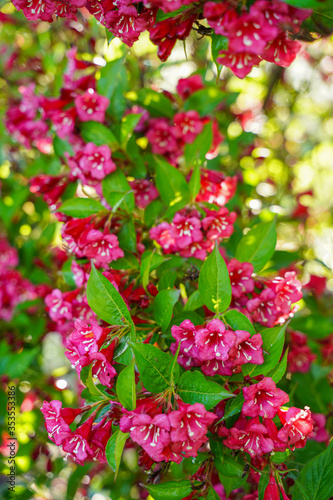 red flowers