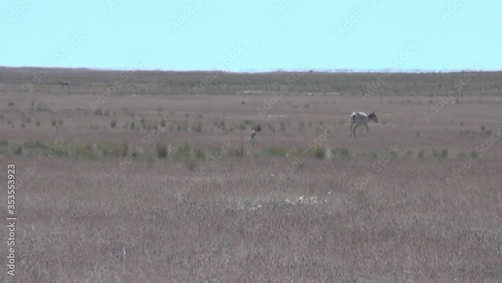 Kalmykia. Steppe, newborn saiga antelope cub. Kalmykia. Steppe, newborn saiga antelope cub.