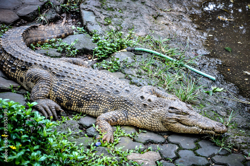 Group of crocodile in the zoo
