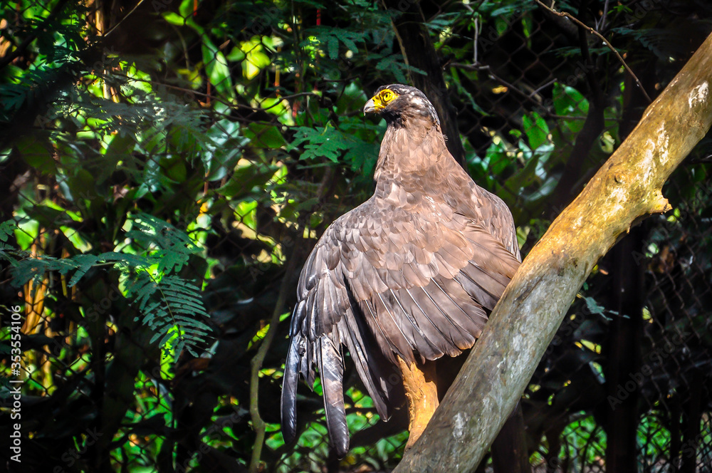Black eagle with bright yellow beak behind the fence in the zoo Black eagle with bright yellow beak behind the fence in the zoo