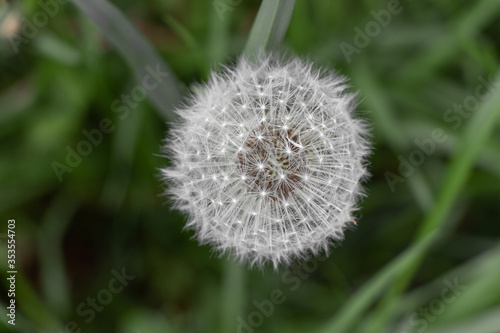 Photo of dandelion on grass background. Photography of summer herb. Summer background. 