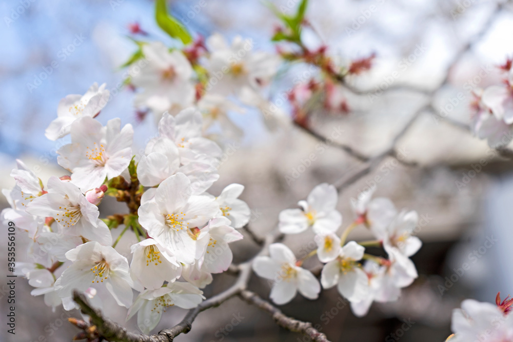 桜、白色