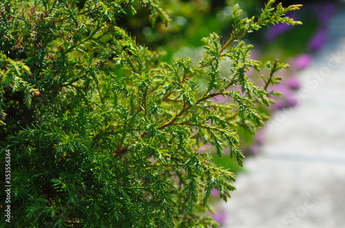 Green thuja tree branches background. Natural needles backdrop, bright evergreen texture