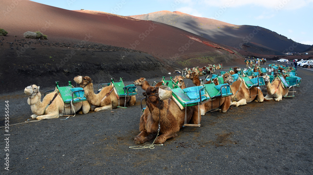 Fototapeta premium Camels resting waiting for tourists Lanzarote