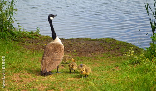 Canada goose and goslings on grass by water. photo