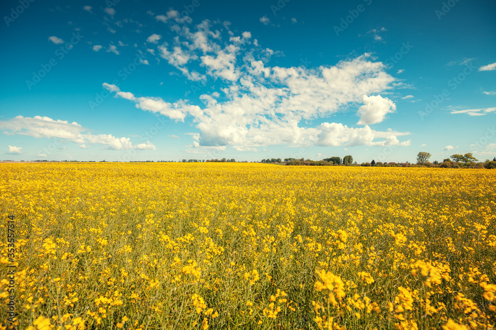 Obraz premium Blossoming rapeseed field witn beautiful sky in spring