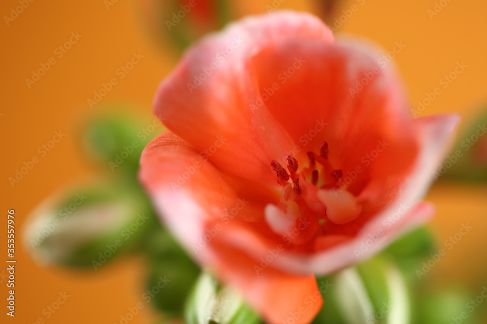 Orange pelargonium called also geraniums or storksbills in bloom macro close up, partly in soft focus Orange pelargonium called also geraniums or storksbills in bloom macro close up, partly in soft focus