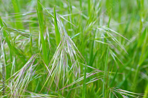 Drooping brome or cheat grass, Bromus tectorum, growing on meadows of Galicia, Spain