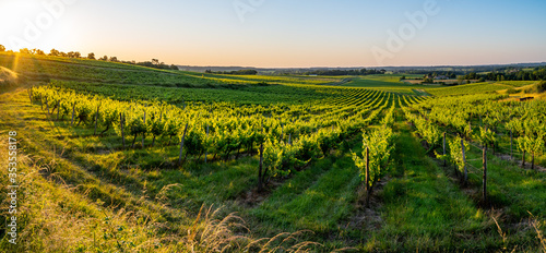 Fototapeta Naklejka Na Ścianę i Meble -  Sunset landscape bordeaux wineyard france, europe Nature