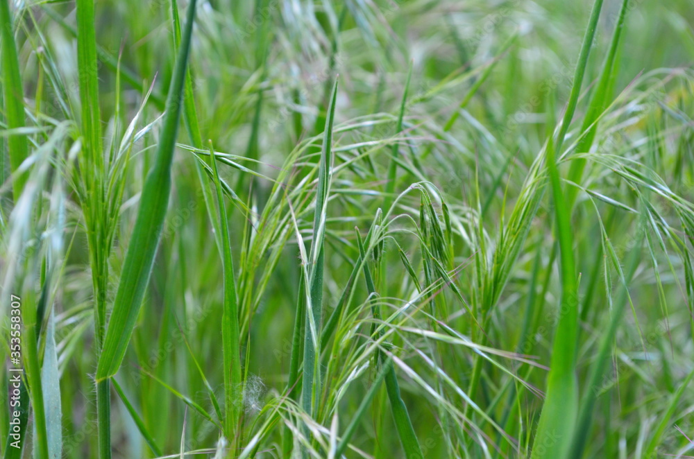 Drooping brome or cheat grass, Bromus tectorum, growing on meadows Drooping brome or cheat grass, Bromus tectorum, growing on meadows