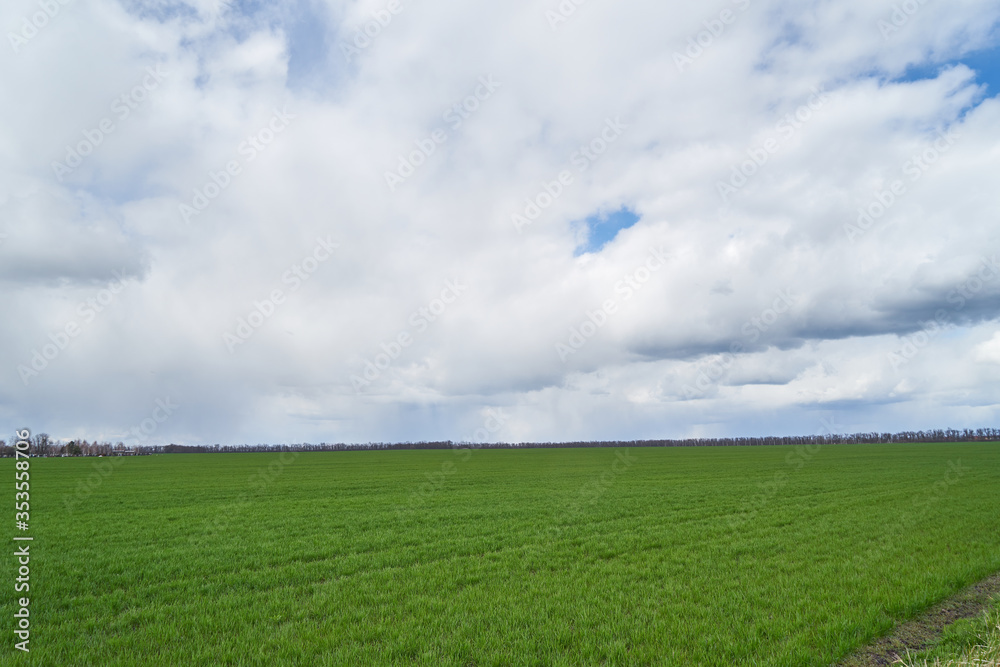 Image of a field of young wheat.