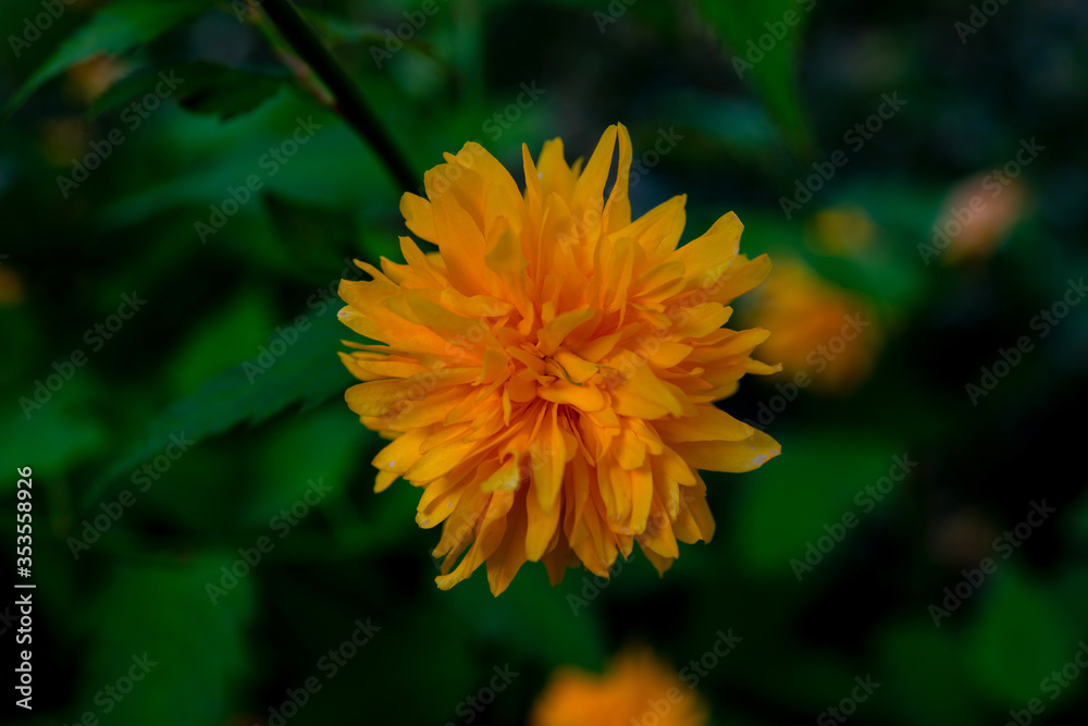 multicolored flowers with green leaves on the plain multicolored flowers with green leaves on the plain