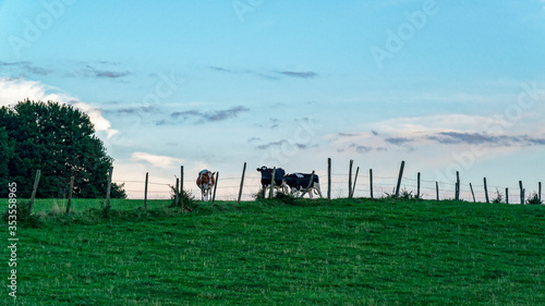 Fototapeta Naklejka Na Ścianę i Meble -  Vache laitière dans une pâture au crépuscule