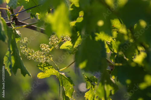 Bordeaux vineyard, Young bunches of grapes in bloom, Macro
