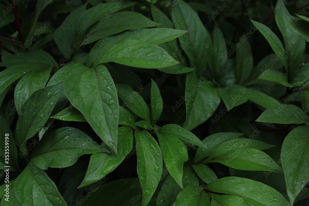 green leaves background green leaves background