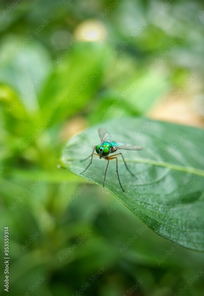 Green fly on a leaf Green fly on a leaf