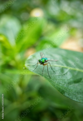 Green fly on a leaf © Ayan