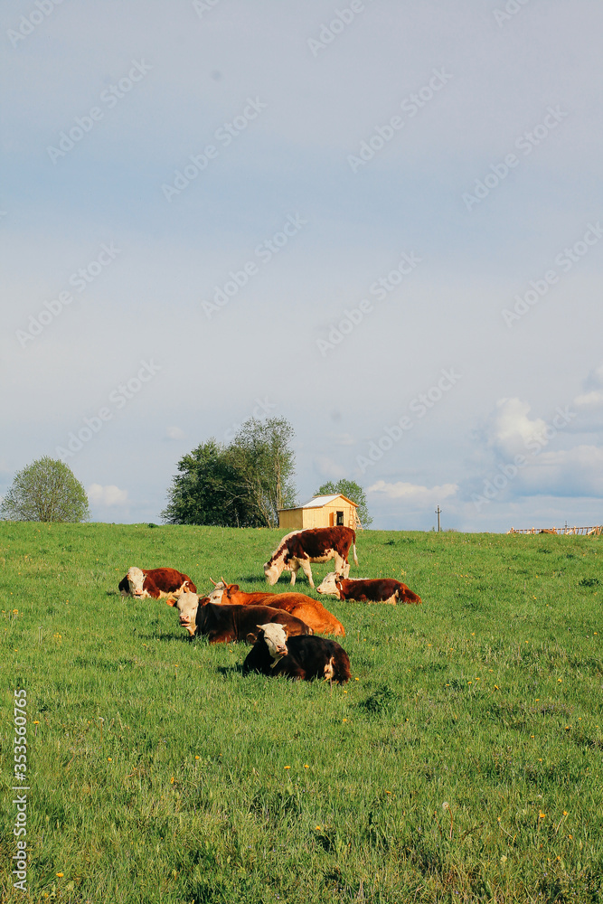 Obraz premium A cow and a calf graze on a green pasture in summer