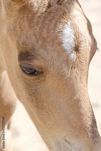 Head of a newborn riding horse colt at the farmyard  part of body  yellow dun color