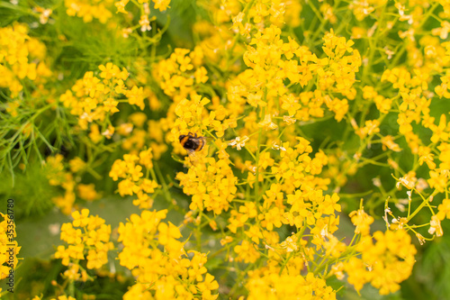 The bedstraw is real. background of yellow flowers with selective focus. bee sitting on a flower
