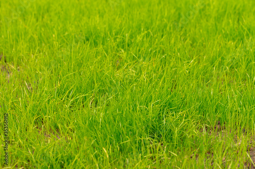 young green grass. natural background