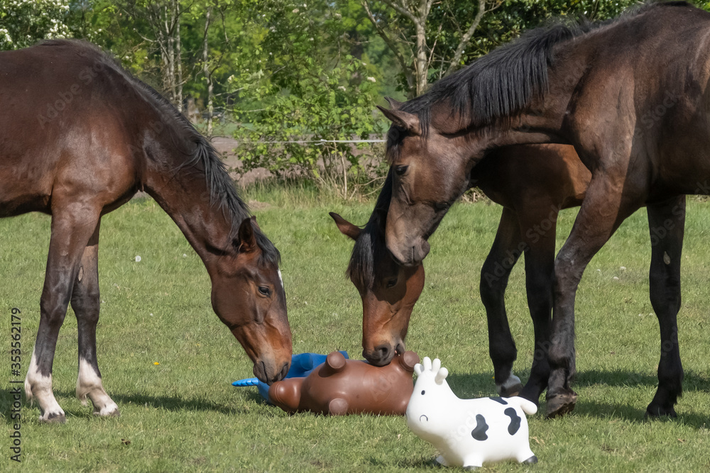 a herd of stallions playing with brightly colored rubber inflatable animal toys, in the pasture, riding horse a herd of stallions playing with brightly colored rubber inflatable animal toys, in the pasture, riding horse