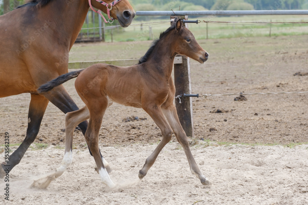 Little brown foal, trosts next to the mother, one week old, during the day with a countryside landscape Little brown foal, trosts next to the mother, one week old, during the day with a countryside landscape