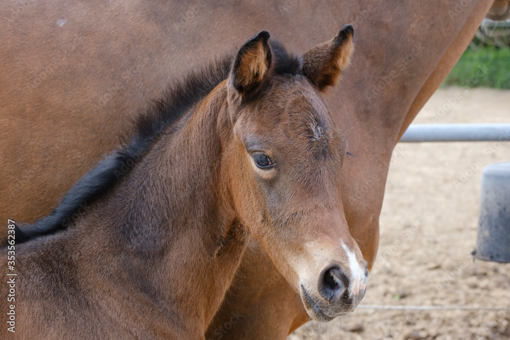 Close-up of a little brown foal,horse standing next to the mother, during the day with a countryside landscape Close-up of a little brown foal,horse standing next to the mother, during the day with a countryside landscape